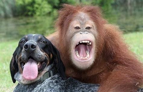 Image Result For Chimpanzee Smiling Unusual Animal Friendships