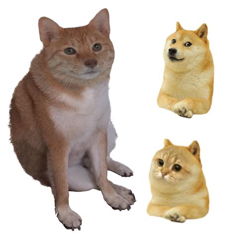 Cat Cheems Rdogelore Ironic Doge Memes Know Your Meme