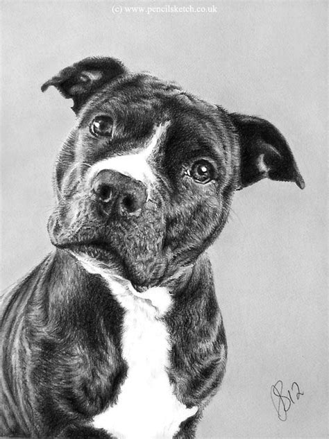 Draw a nose by drawing an oval that's partially in the head. http://www.pencilsketch.co.uk/images/pencil_pet_portrait_2 ...