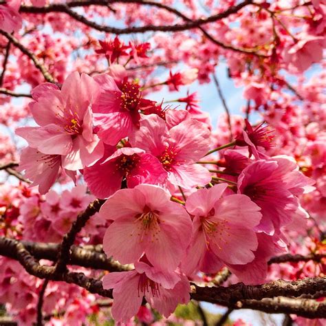 Cherry Blossom Close Up 🌸 Oc Rjapanpics