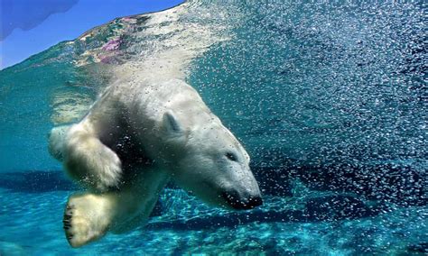 Sea World To Send Polar Bear From Gold Coast To Canada For Breeding