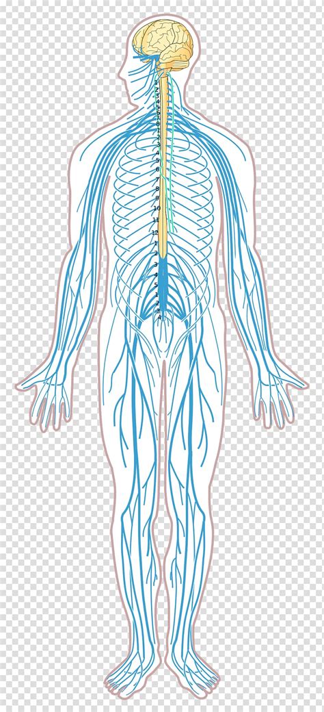 Nervous System Diagram Drawing Image Showing Human Nervous System