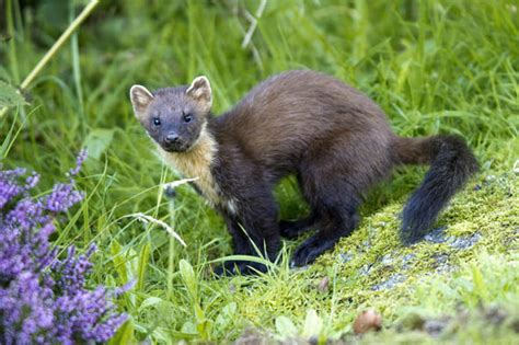 Rare Pine Marten Spotted In Yorkshire For First Time In 35 Years