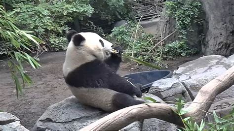 Live Panda Cam Amazonca Appstore For Android