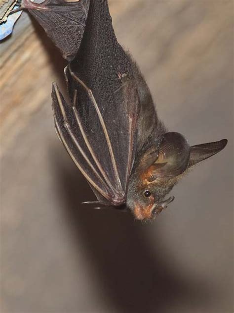 Lesser False Vampire Bat Kwokwai Chan Flickr