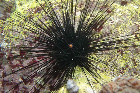 Long Spined Sea Urchin Taxonomy Kingdom Animalia Phylum Flickr