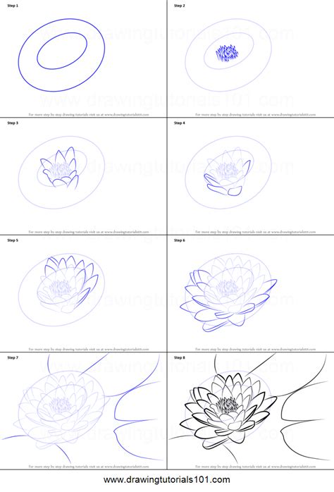 Lily Flower Drawing Step By Step