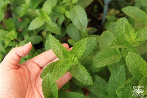 How To Harvest Mint And What To Do With It Garden Therapy