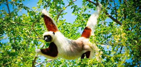 11 Leaping Lemur Facts Madagascar