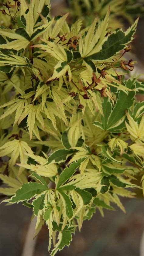 Acer Palmatum Butterfly Japanese Maple Conifer Kingdom