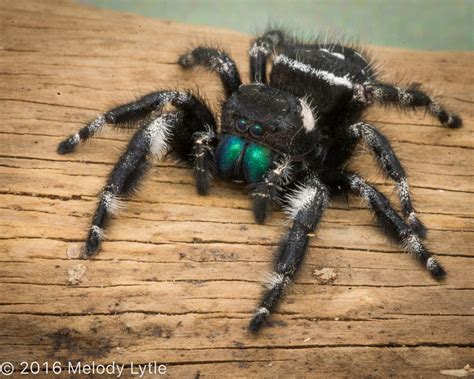 Bold Jumping Spider A Guide To The Non Insect Ecdysozoans Tardigrades Nematodes Spiders