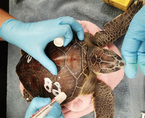 Maryland Zoo Veterinary Technician Aides Sea Turtle Rescues