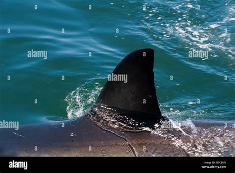 Great White Shark Nearby Dyer Island South Africa Stock Photo Alamy