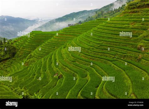 Longji Rice Terraces On The Dragons Backbone China Stock Photo Alamy