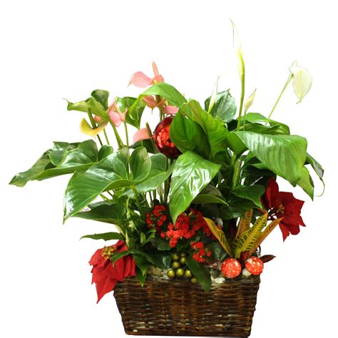 Mix Christmas Plants In A Basket Peace On Earth Fleurs De La Sagesse