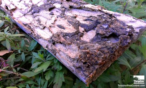 Blue sky pest control's termite treatments are effective in treating termite problems while also being pet, family and environmentally friendly. Subterranean Termite Damage 2x4 | Thrasher Termite & Pest ...