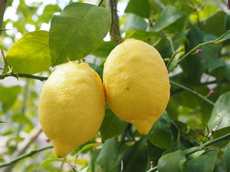 Lemon Limone Tree Citrus × · Free Photo On Pixabay
