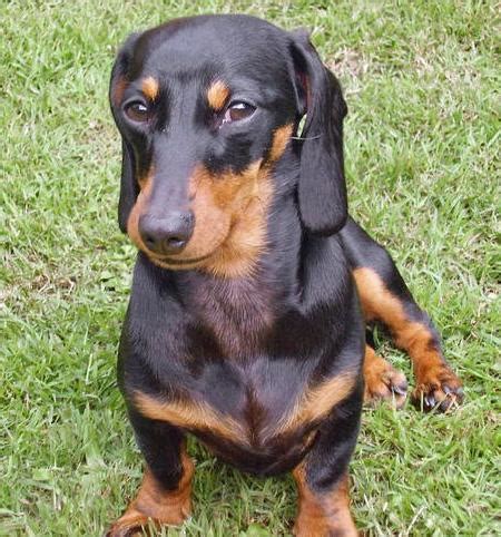 Miniature Dachshund Facts, Info, Temperament, Puppies, Pictures