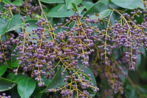 Ligustrum Japonicum Japanese Privet