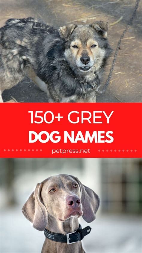 150 Grey Dog Names The Best Options For Your New Grey Pooch
