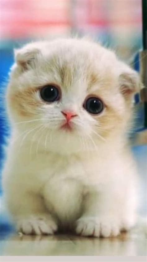 Cutest Baby Kitten Ever