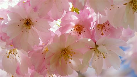 Cherry Blossom Desktop Wallpaper Images