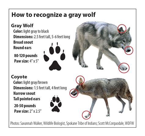 Wolf Identification Washington Department Of Fish And Wildlife