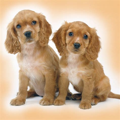 Quando arriva a casa vostra un animale domestico delizioso come un cucciolo di pastore tedesco, subito e in maniera spontanea proverete subito un. Cerco cucciolo di Cocker/Barboncino/Beagle (REGALO ...