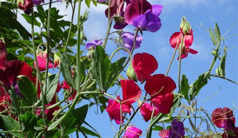 Sweet Pea Flower Facts How To Grow And Maintain And Benefits