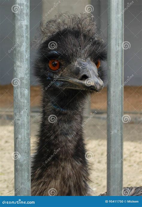 Ostrich Behind Bars Stock Photo Image Of Caged Fuzzy 95411750