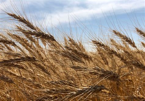 Better Wheat Varieties Ahead Country Guide