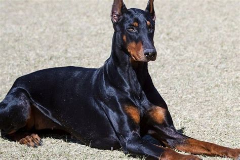 Doberman Wallpaper ·① WallpaperTag