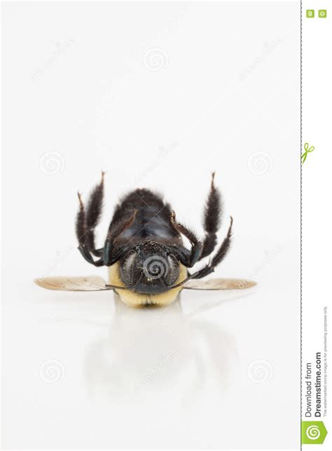 Dead Carpenter Bee Laying On Back Stock Image Image Of Arthropod