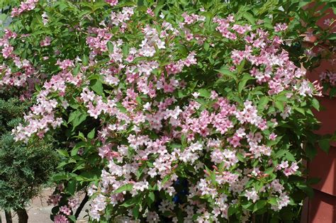 One of the world's oldest cultivated ﬂowers, dianthus is prized for its rufﬂed petals, pleasant scent and generous spring and summer blooming period. Weigela Shrub: Old-Fashioned Favorite With Exciting New ...