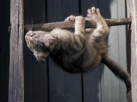 Scottish Fold Cat Hanging Upside Down From Ladder Rung Italy