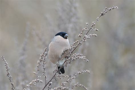 Kleines gefiedertes tier, das auf zweig schaut. Gimpel, diesmal das Weibchen Foto & Bild | tiere, wildlife ...