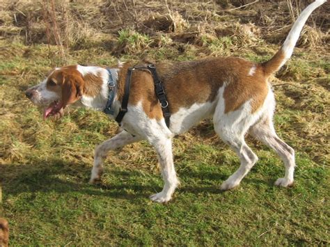 english foxhound breed guide learn   english foxhound