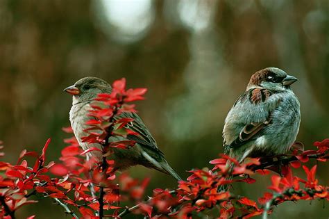 Hd Wallpaper Couple Birds On Branch Color Wallpaper Flare