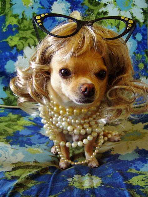 50 Hilarious Dogs In Wigs Cute Animals Baby Dogs Animals