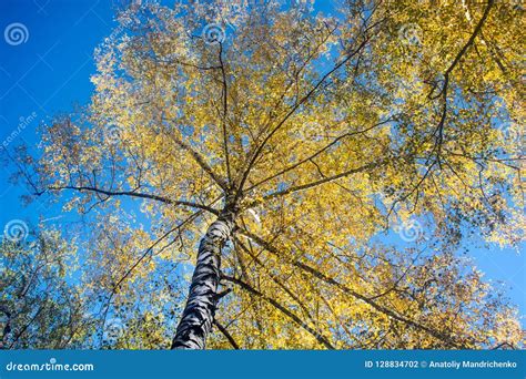 Autumn White Birch In The Early Morning Stock Photo Image Of Autumn