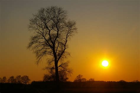 Baum Im Sonnenuntergang Foto And Bild Sonnenuntergänge Himmel