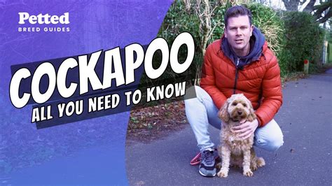 Cockapoo All You Need To Know YouTube