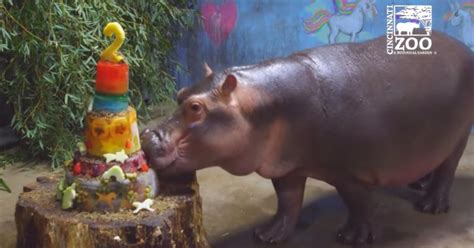 fiona the hippo celebrates her 2nd birthday with an elaborate multi tiered cake pulse nigeria