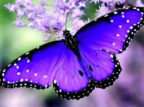 Beautiful Purple Butterfly Photo Via Stargazer Most Beautiful
