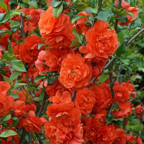 Check spelling or type a new query. Double Take Orange™ Chaenomeles Plants for Sale (Flowering ...
