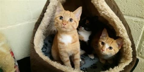 Berwick Animal Rescue Kennels Cats Needing Rehoming