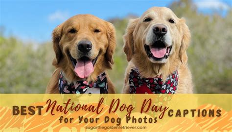 Dog Captions - Golden Woofs