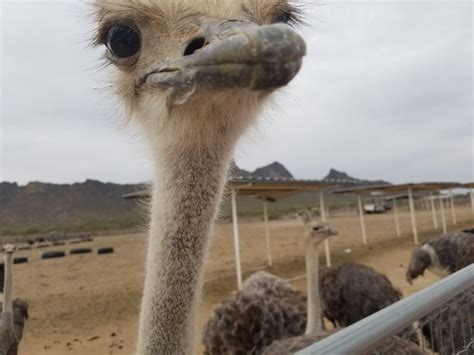 Things To Do In Arizona Rooster Cogburn Ostrich Ranch