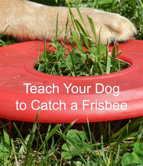 Dog Training Tips How To Teach Your Dog To Catch A Frisbee