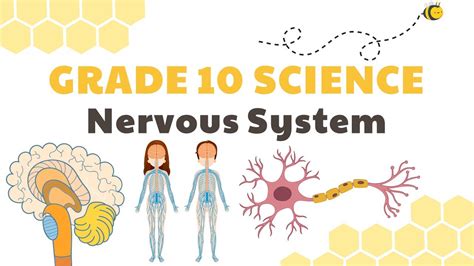 Nervous System Grade 10 Science Deped Melc Quarter 3 Module 3 Youtube